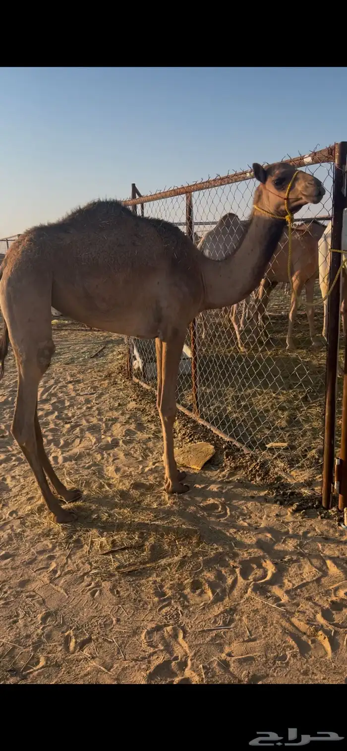 بكره هجن اب شاهين الحوات 2