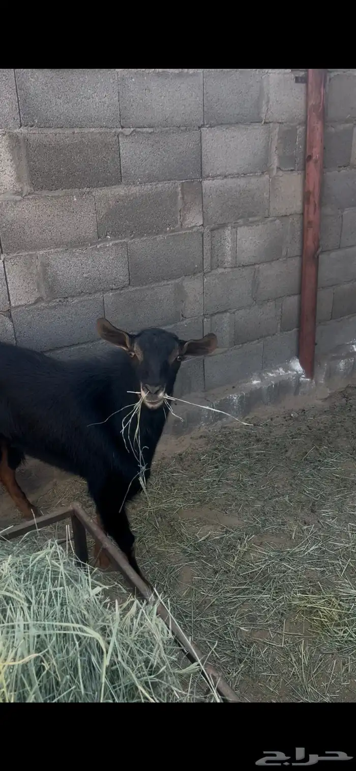 فحل احو صنف 0