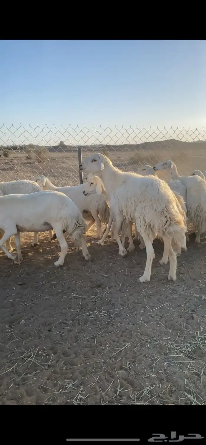 حريات طيبه وكفو 11