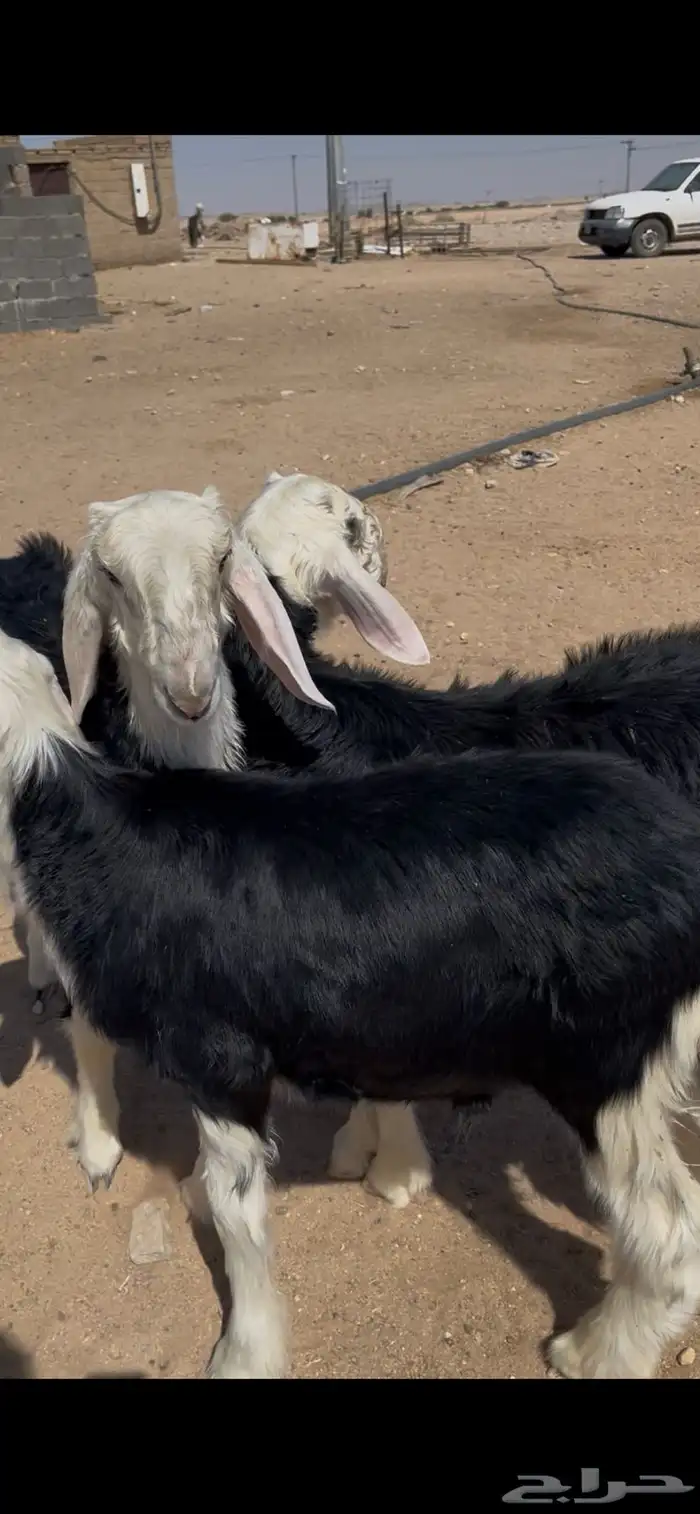 طليان نجد تم البيع 4