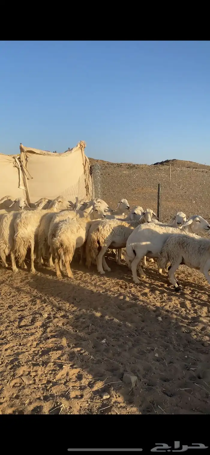 حريات طيبه وكفو 5