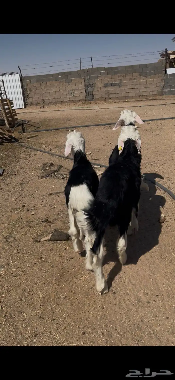 طليان نجد تم البيع 10