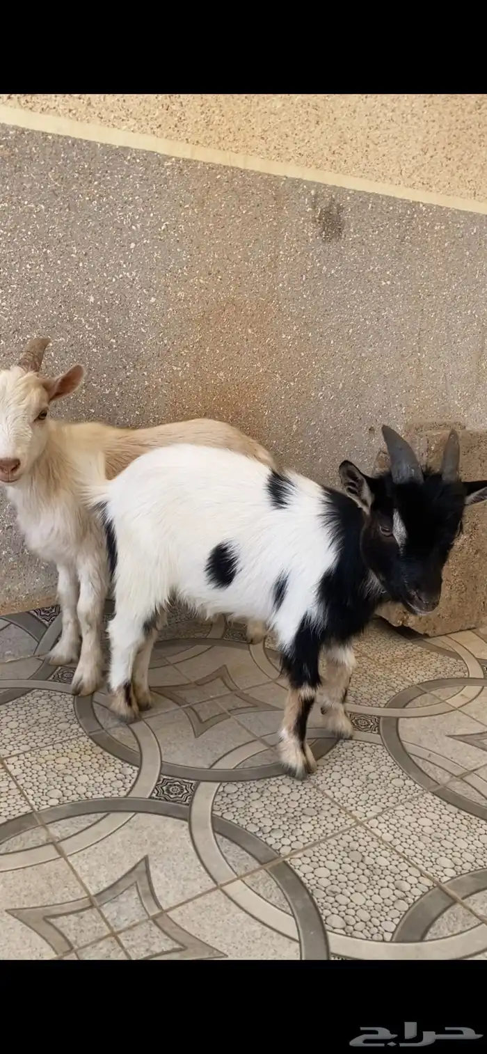 تيس قزم عمره 9شهور حجم صغير 9