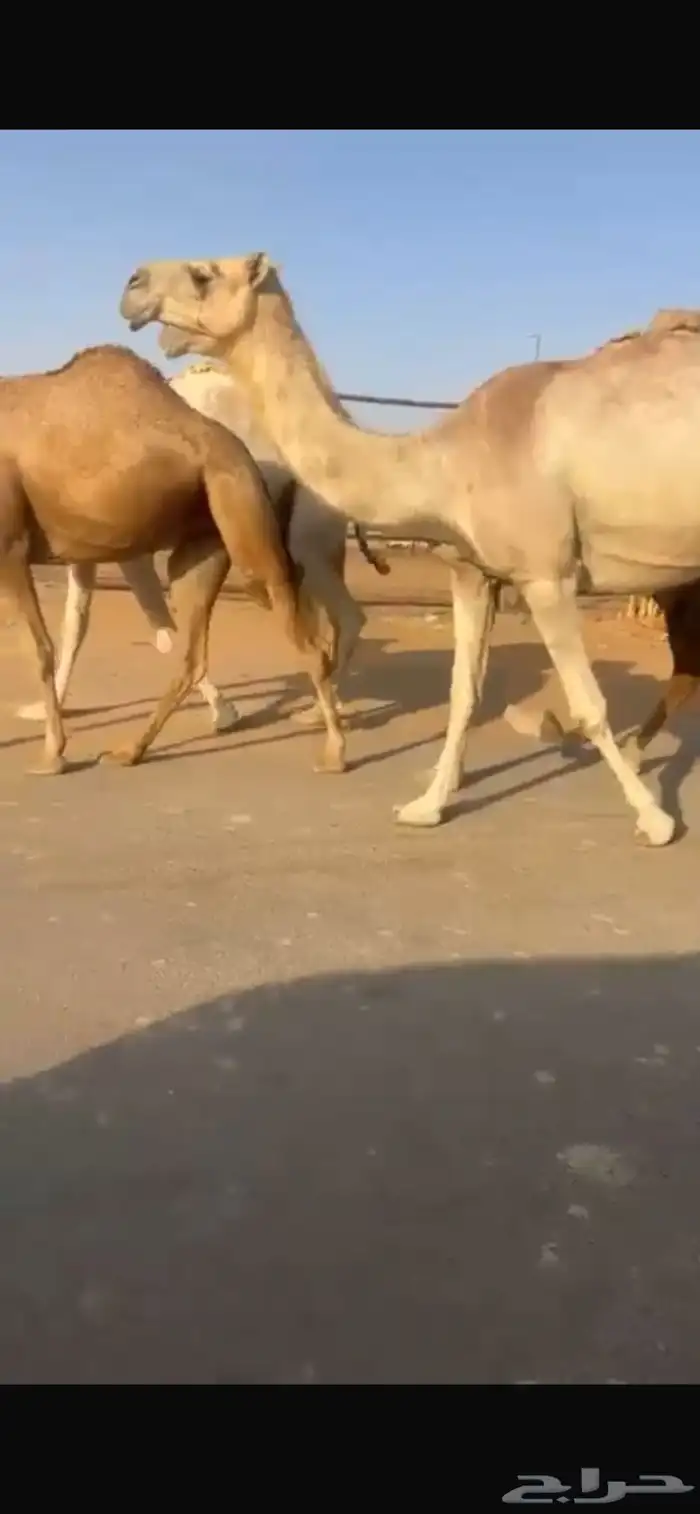 للبيع لقحة شقحا ع بعير بن عويفي 1