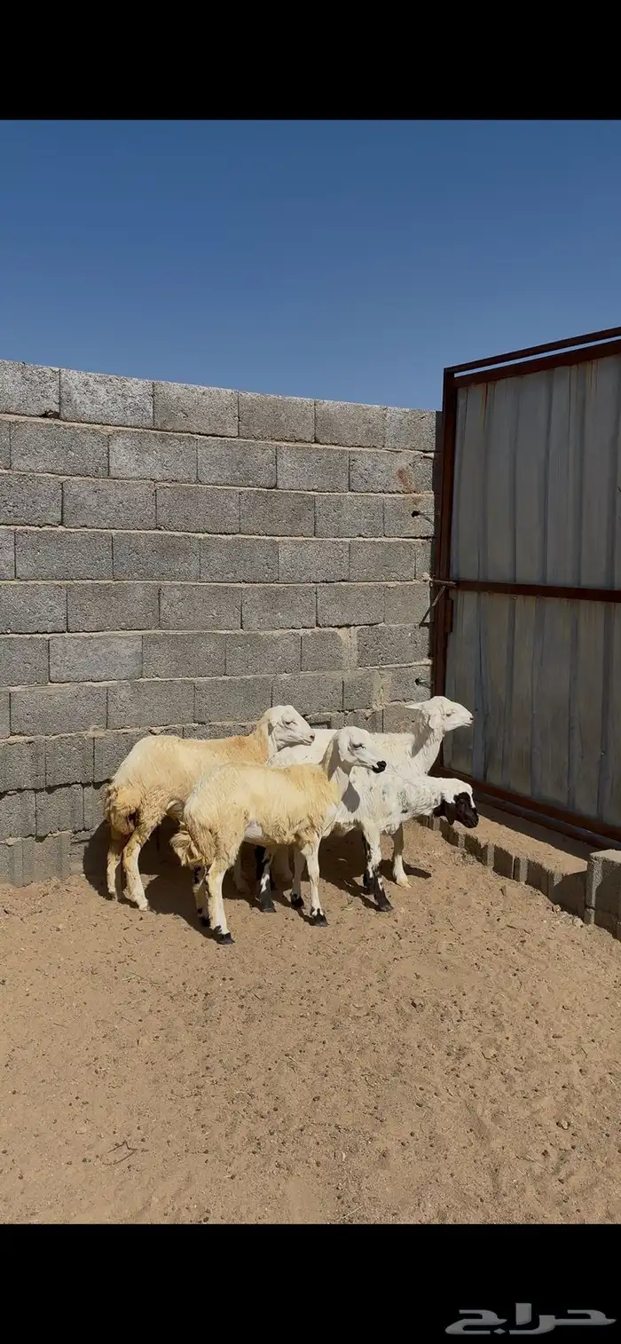 رخال مقاني 5