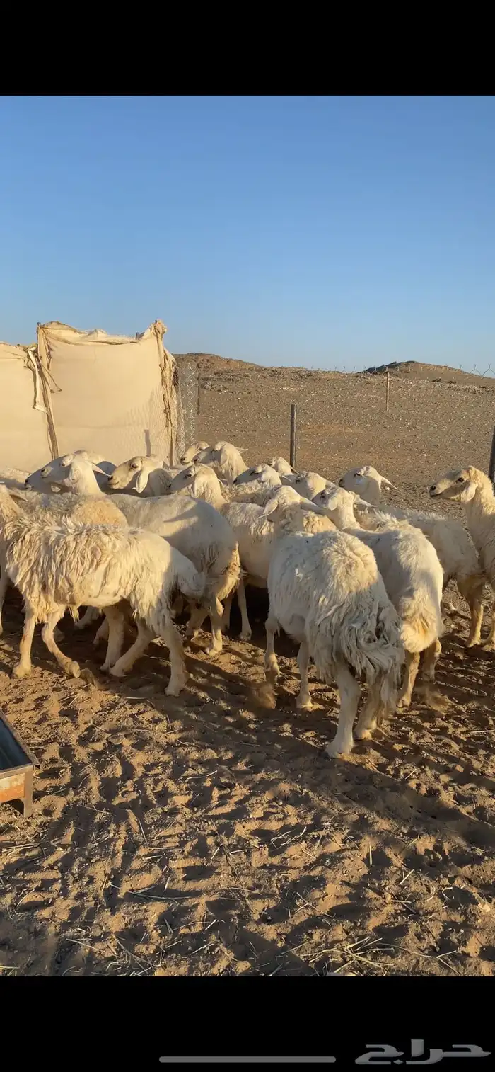 حريات طيبه وكفو 9