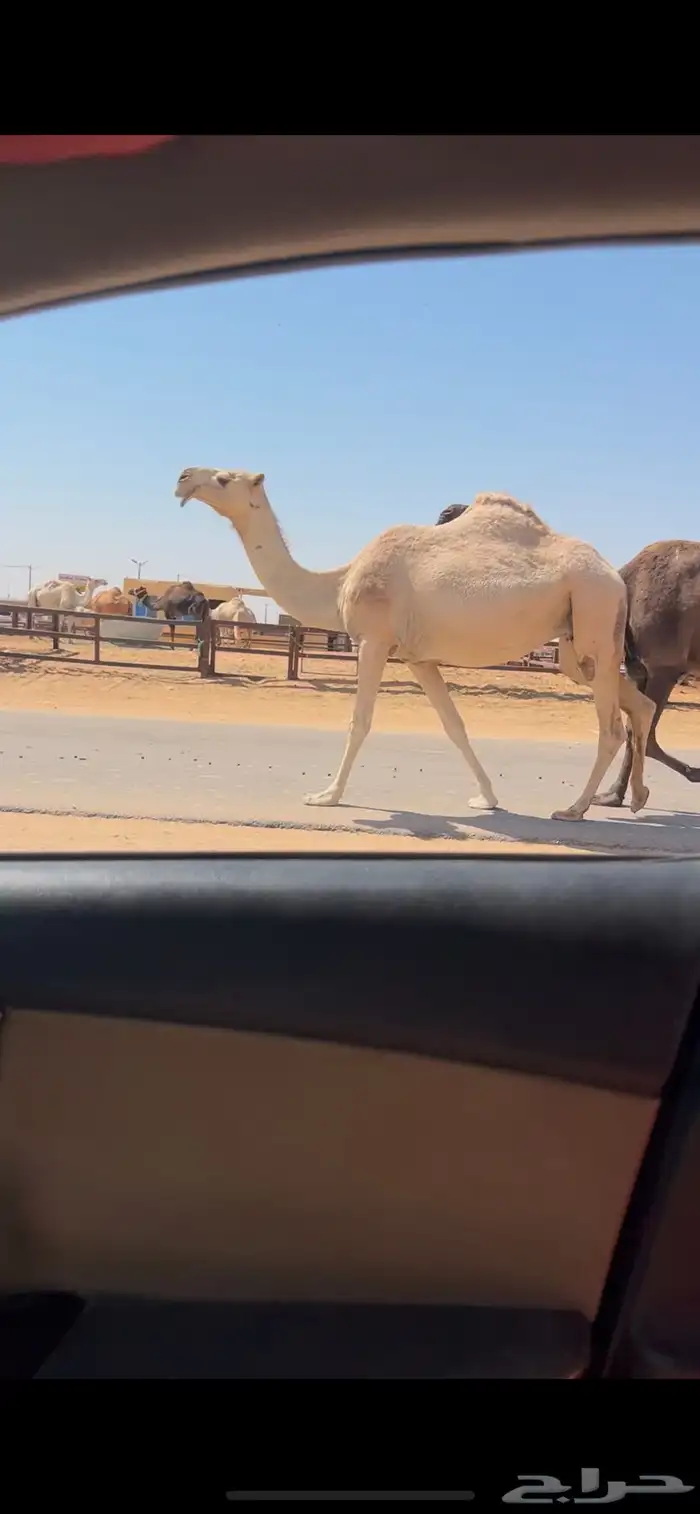 لقحه طيبه على بعير طيب 0