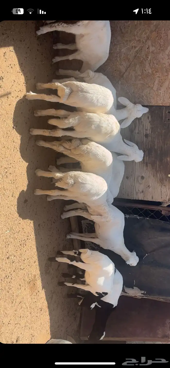 خرفان ورخال 2