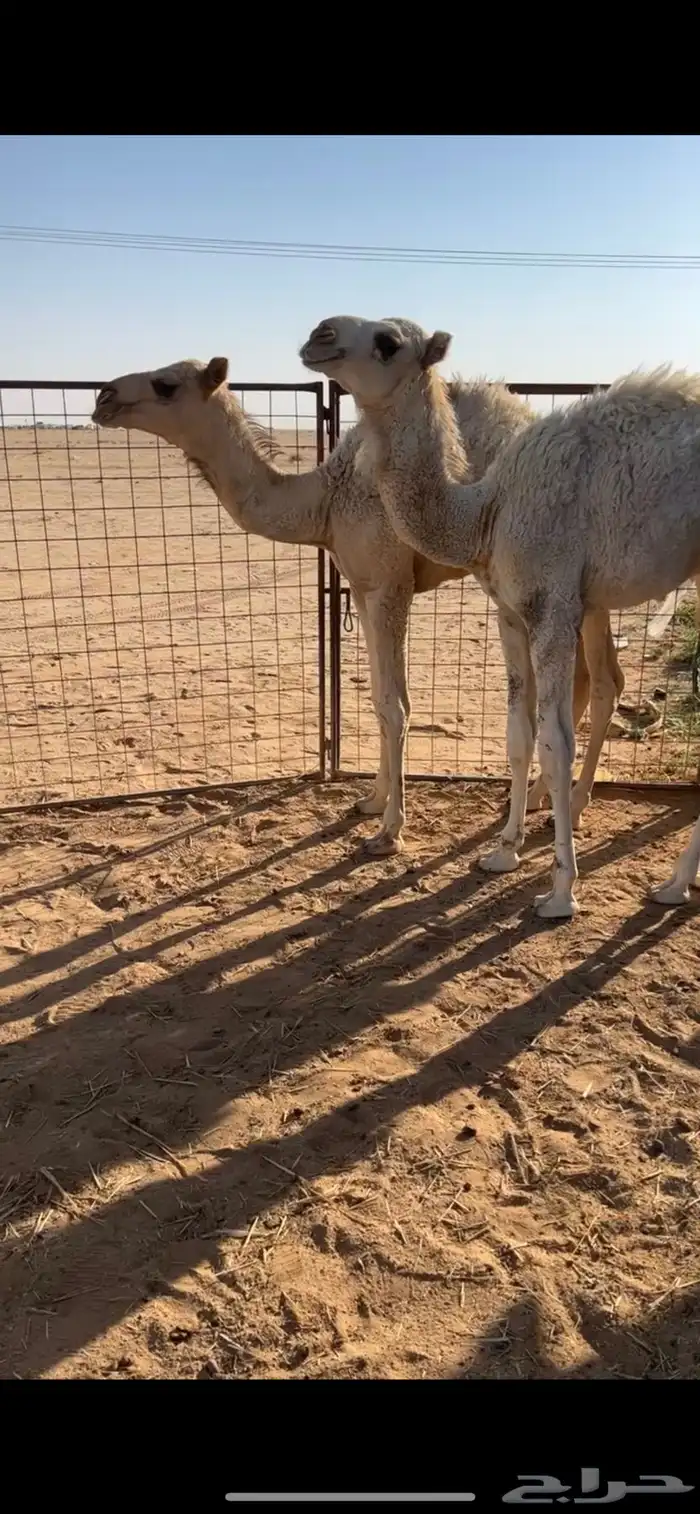 قعودين تربيه الصحه شرط 0