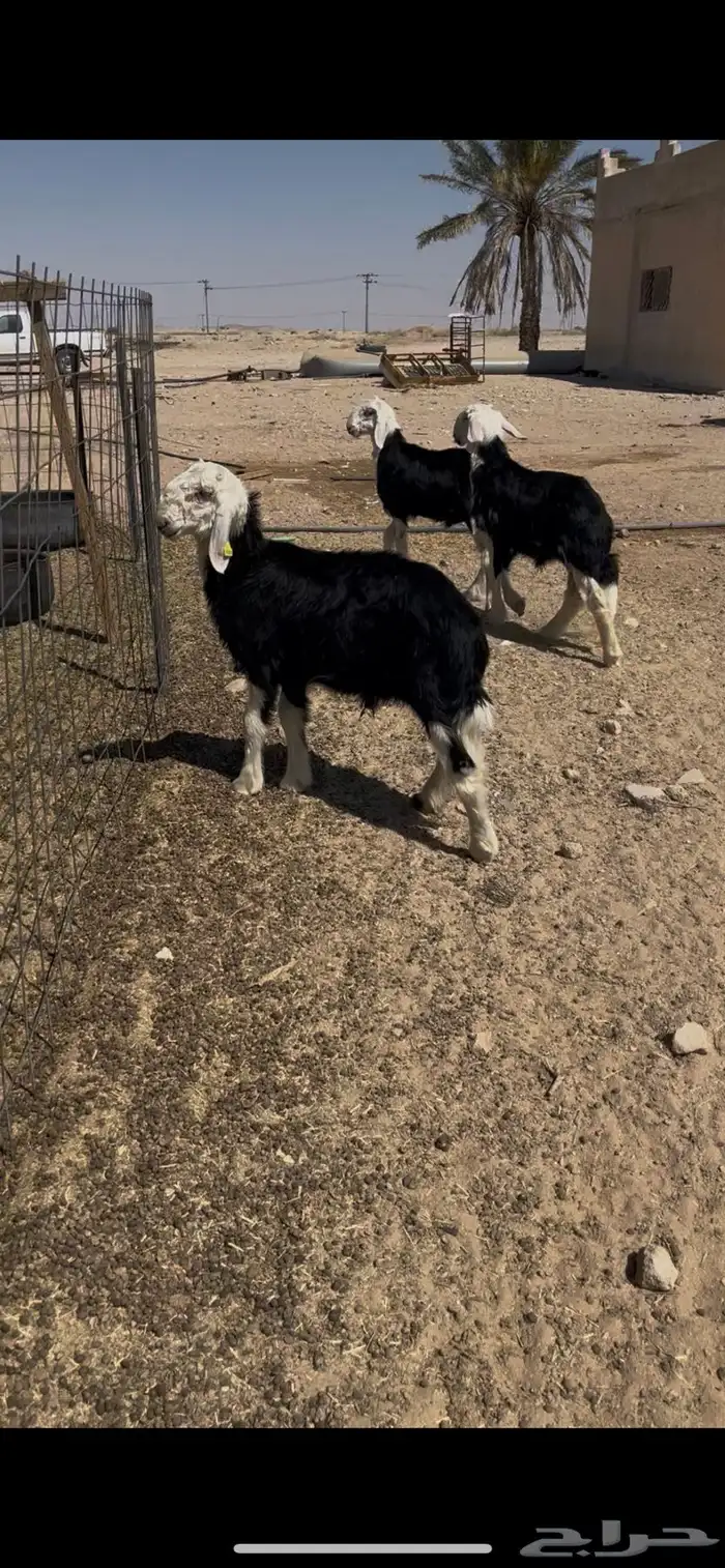 طليان نجد تم البيع 14