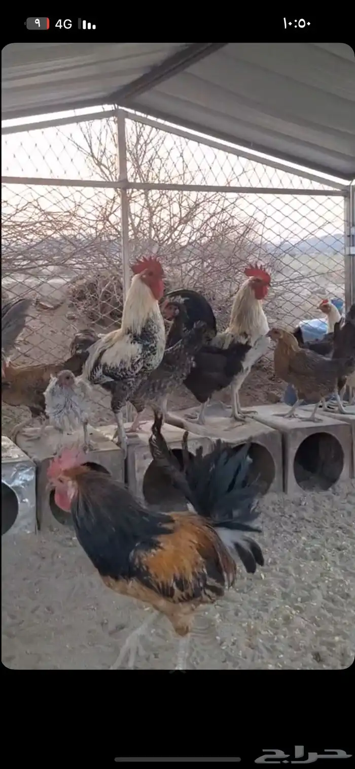 دجاج كفو العداد12 دجاج شرط حضان و بياض 8