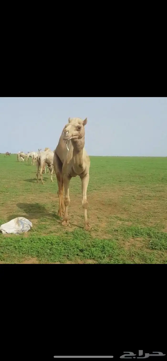 بكره للبيع 3