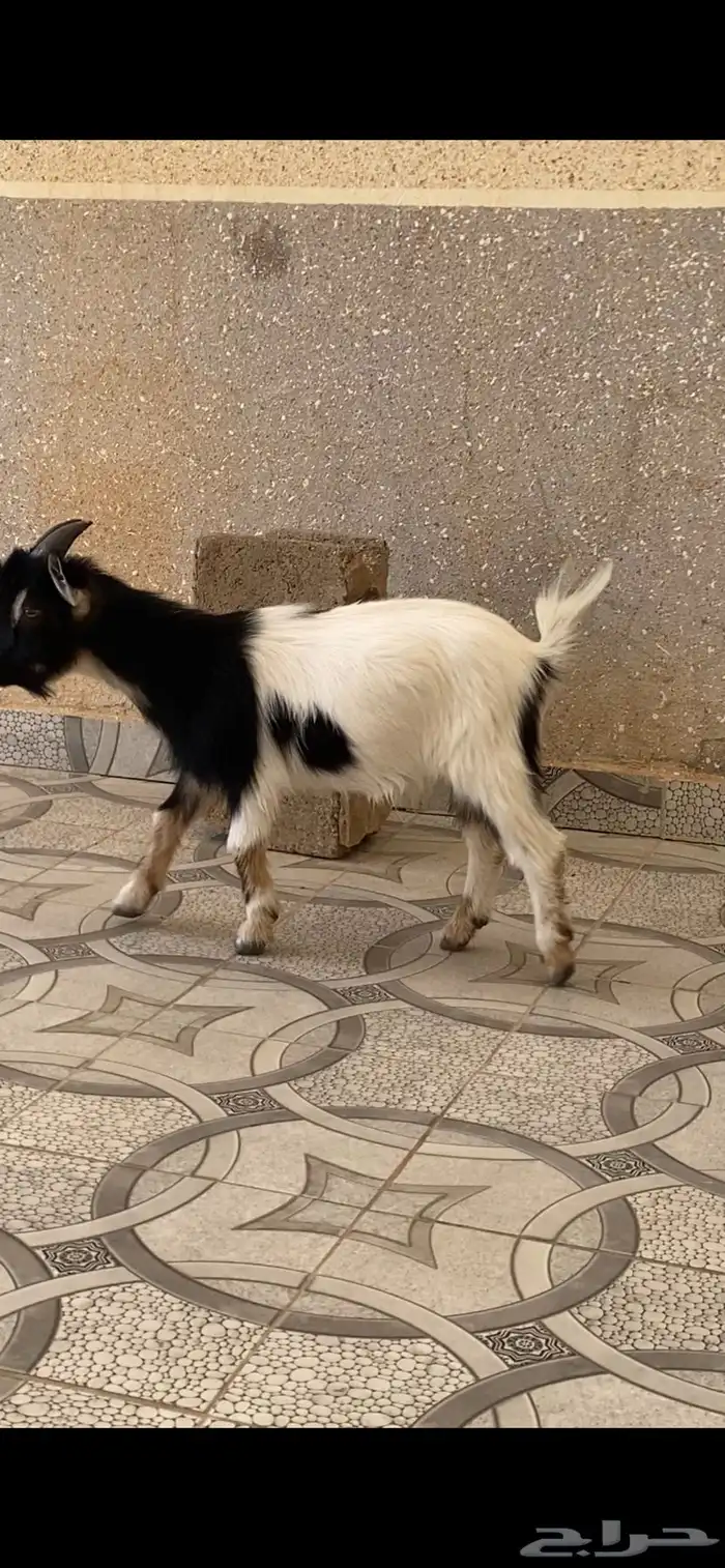 تيس قزم عمره 9شهور حجم صغير 3