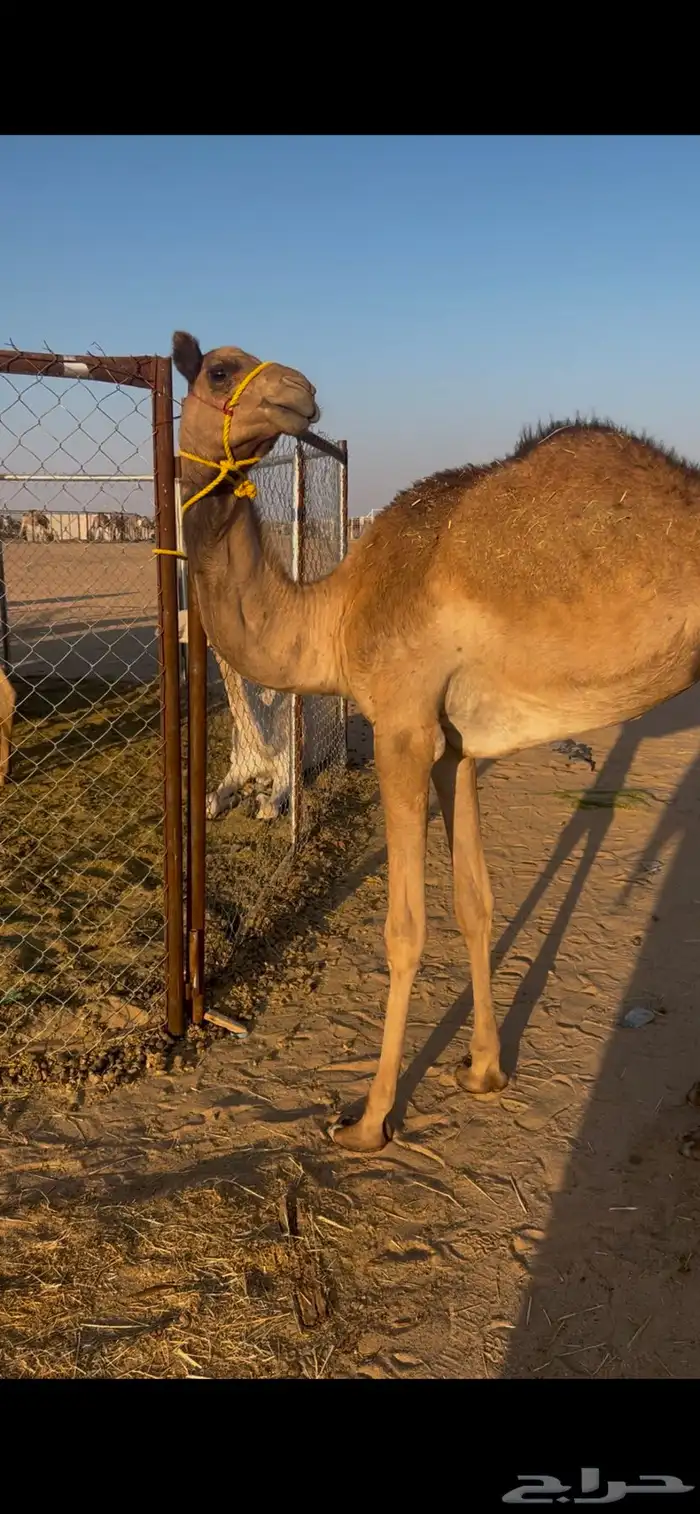 بكره هجن اب شاهين الحوات 0