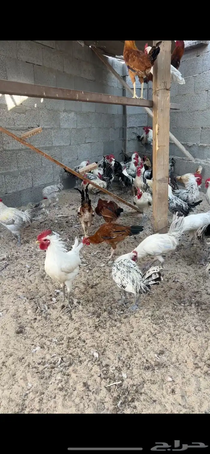 ديوك للبيع 0