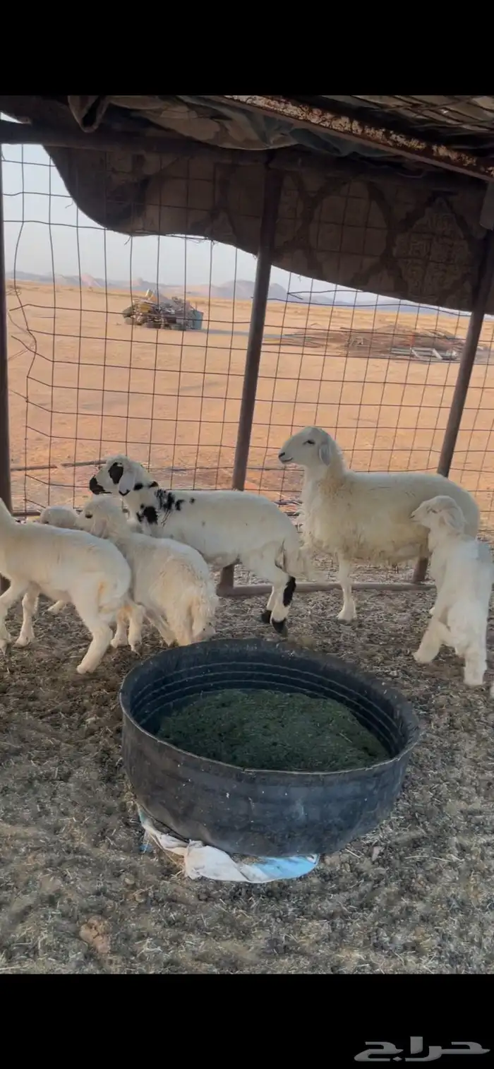 للبيع بهم حري 0