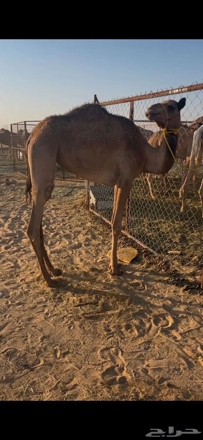 بكره هجن اب شاهين الحوات 1