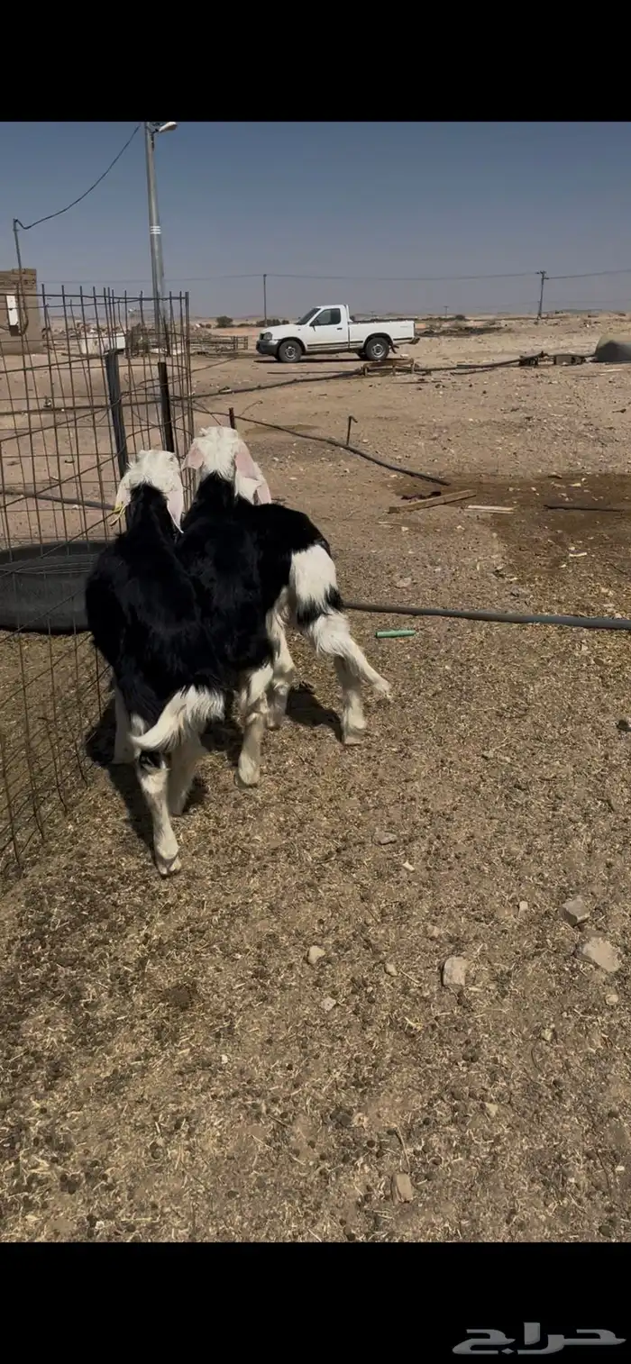 طليان نجد تم البيع 13