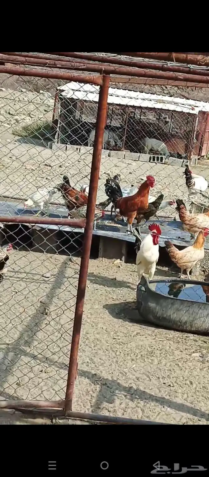 مطلوب ديوك بلدي 0