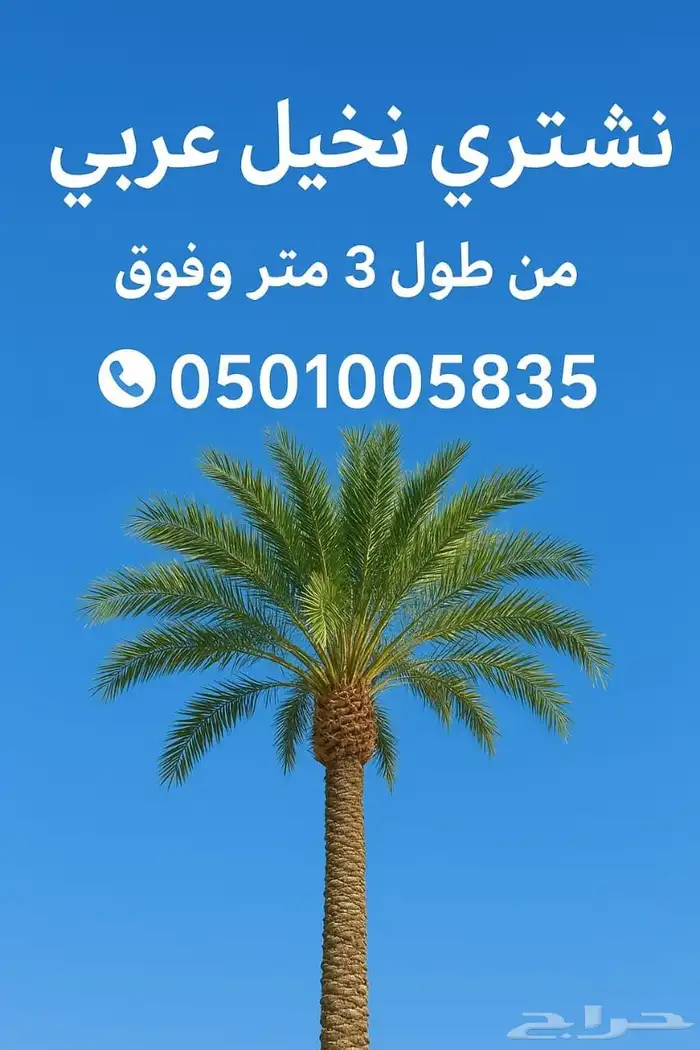 نشتري نخيل من 3 متر وفوق 5