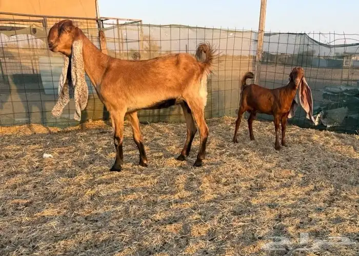 عنز حجازية ثنيه جرم فاخر متبع بجفره نادره 1