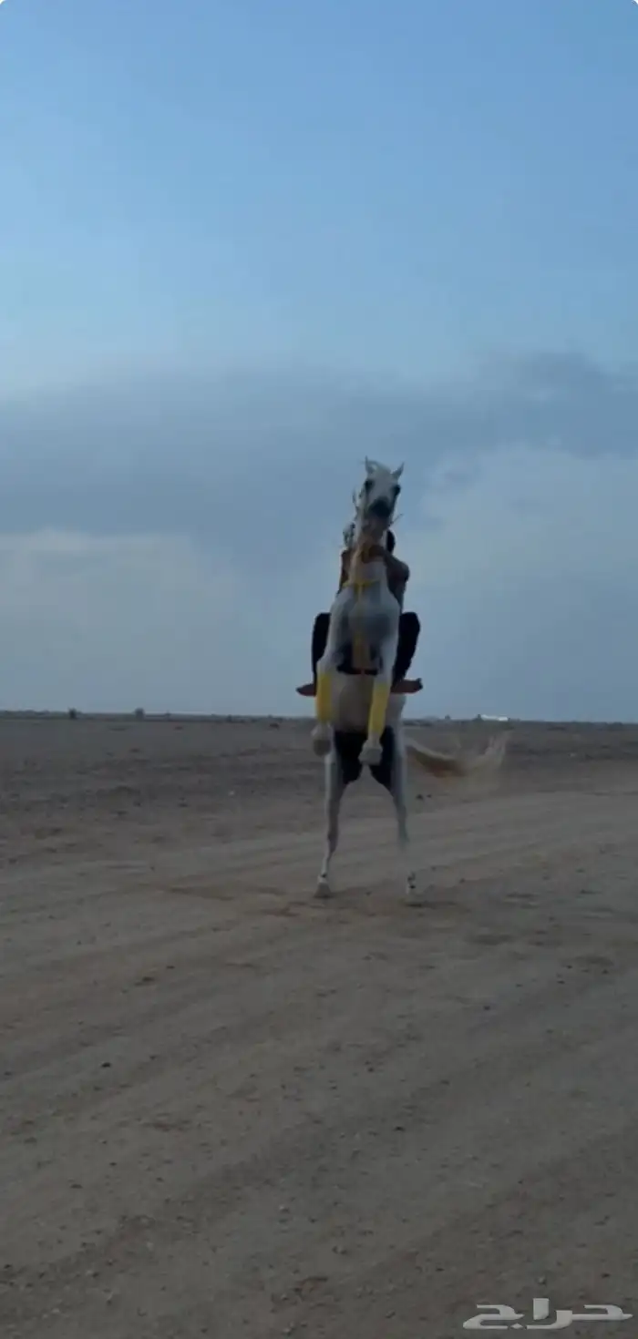 حصان شعبي . 3