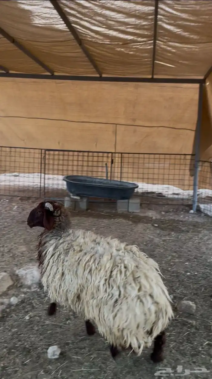 رخل نعيميه 0