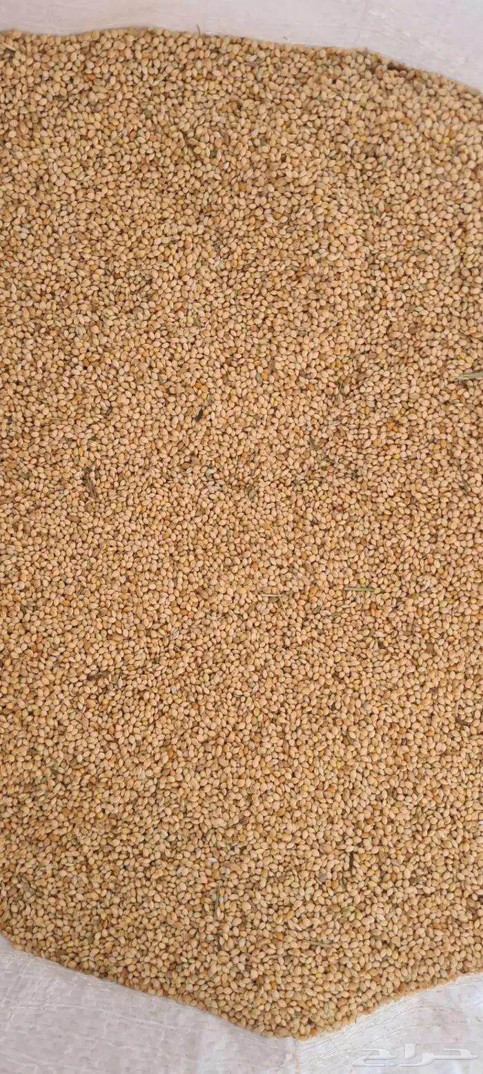 للبيع مليسا 1