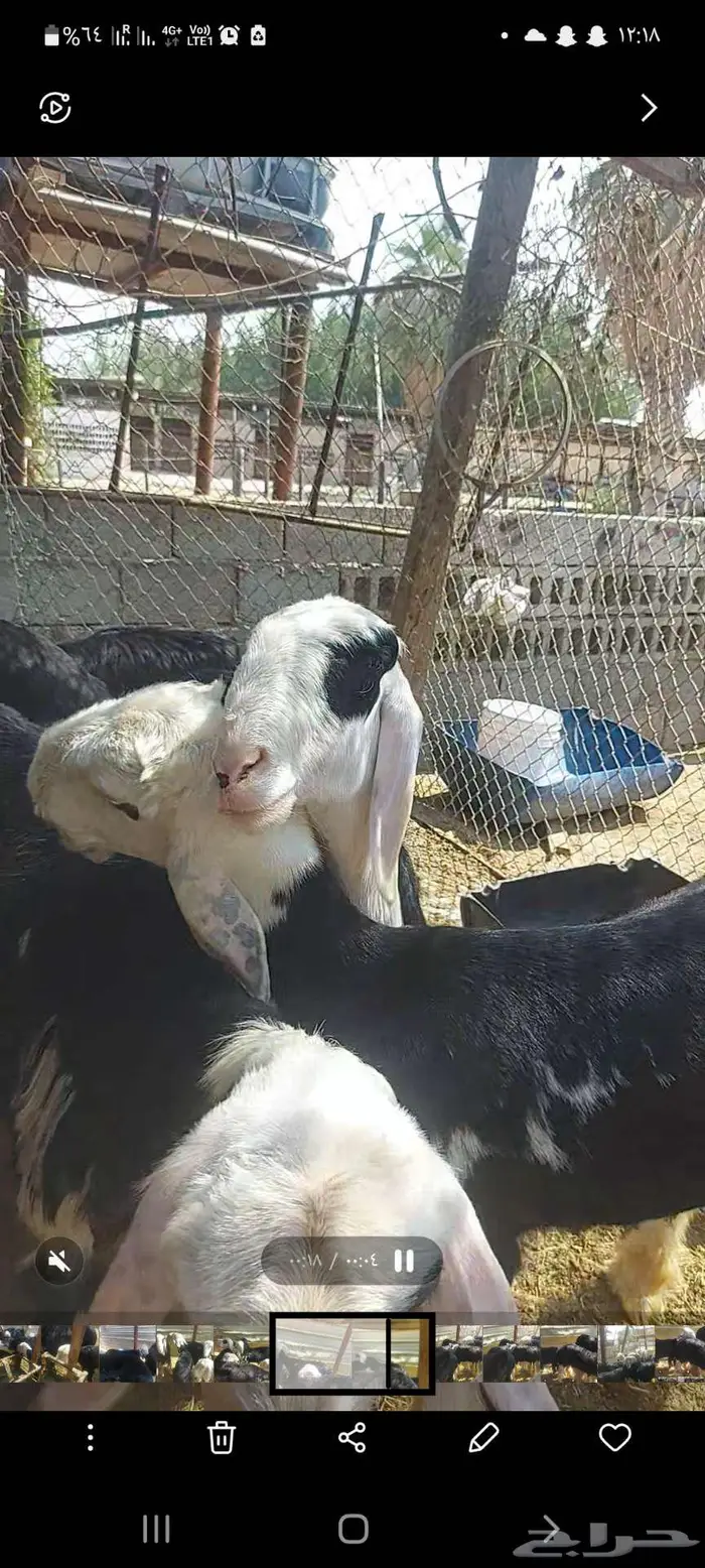 للبيع طلي مشروع فحل 3
