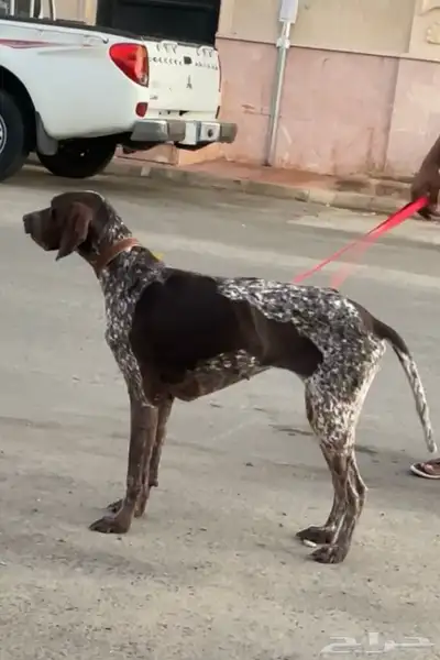 كلب بوينتر الماني للتنازل German pointer 0