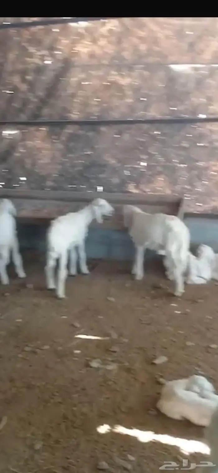 بهم تربيه 2