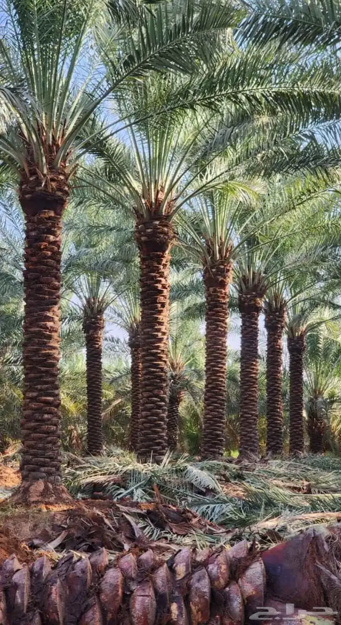 يوجدلدينا جميع انواع أنخيل للبيع 0