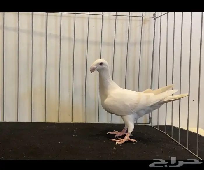 حمام هومر نوادر 4