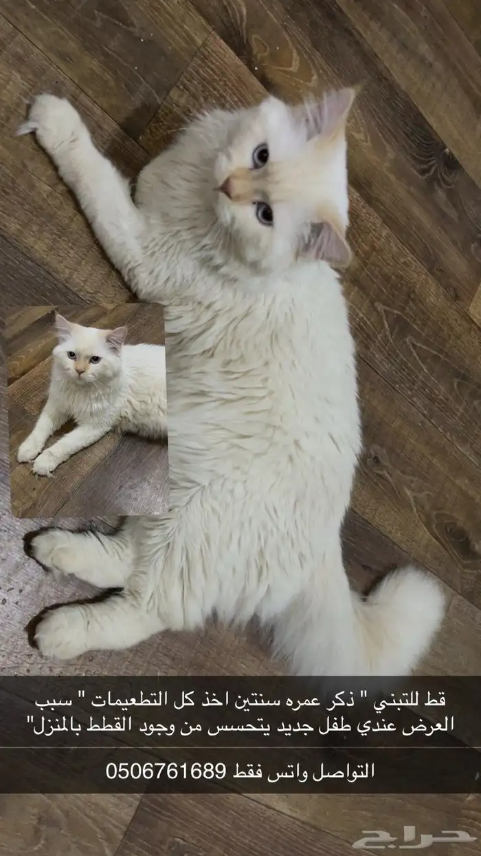 قطط 0