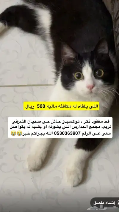 قط مفقود 0