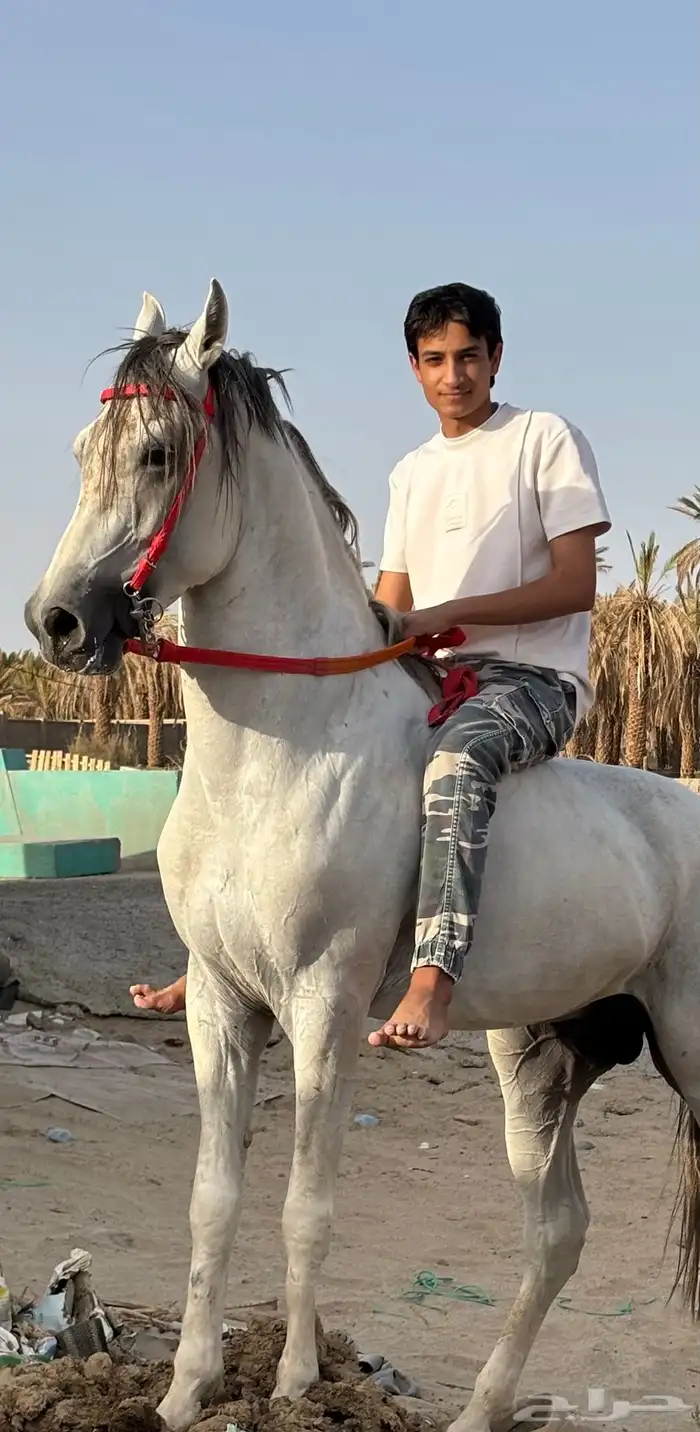 حصان شعبي للبيع 5