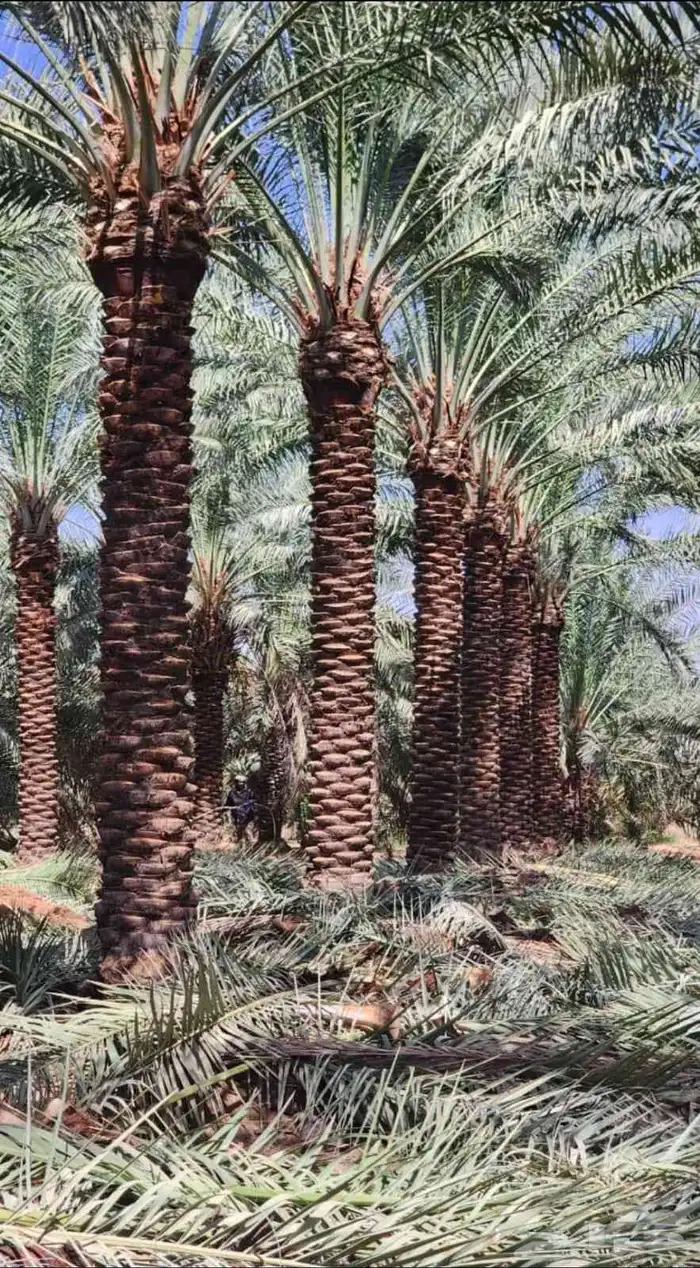 يوجدلدينا جميع انواع أنخيل للبيع 2