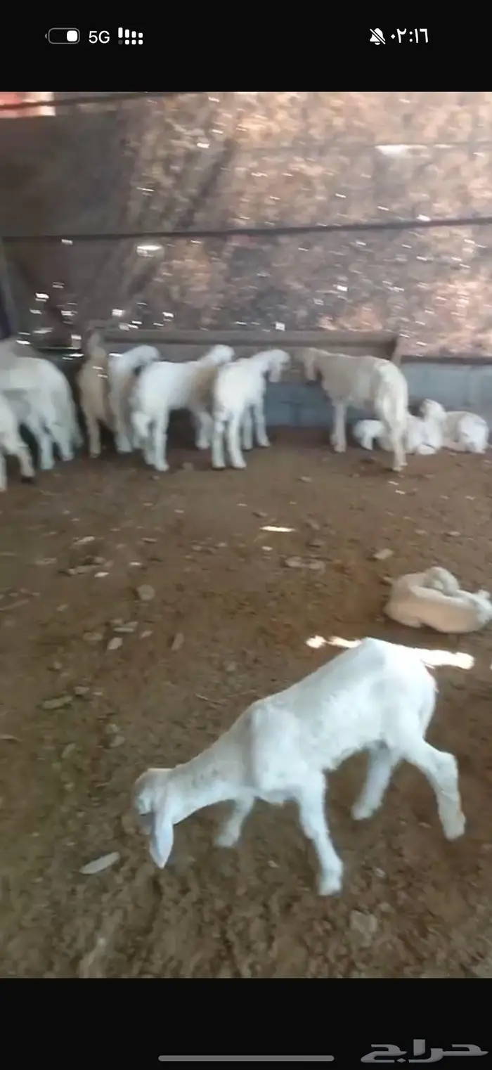 بهم تربيه 0
