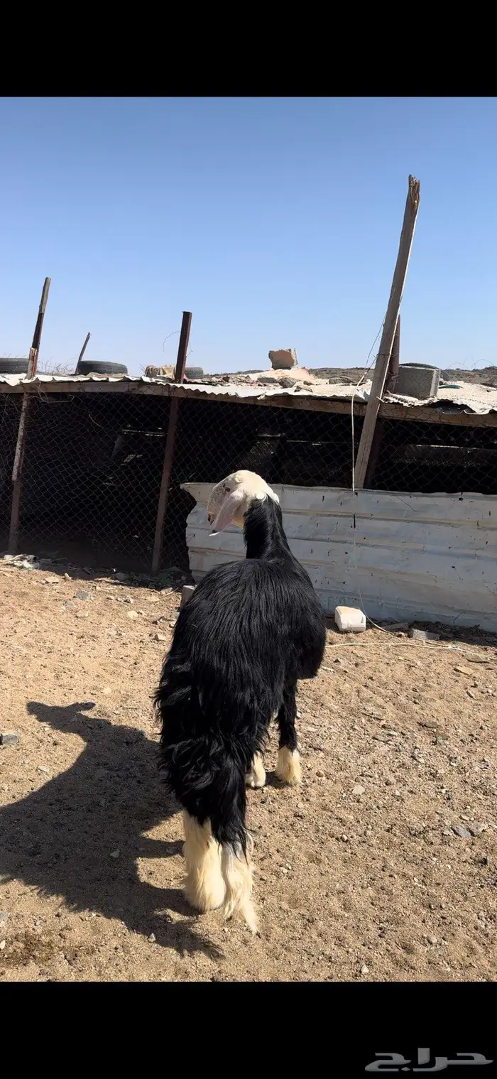 طلي نجدي مشروع 4