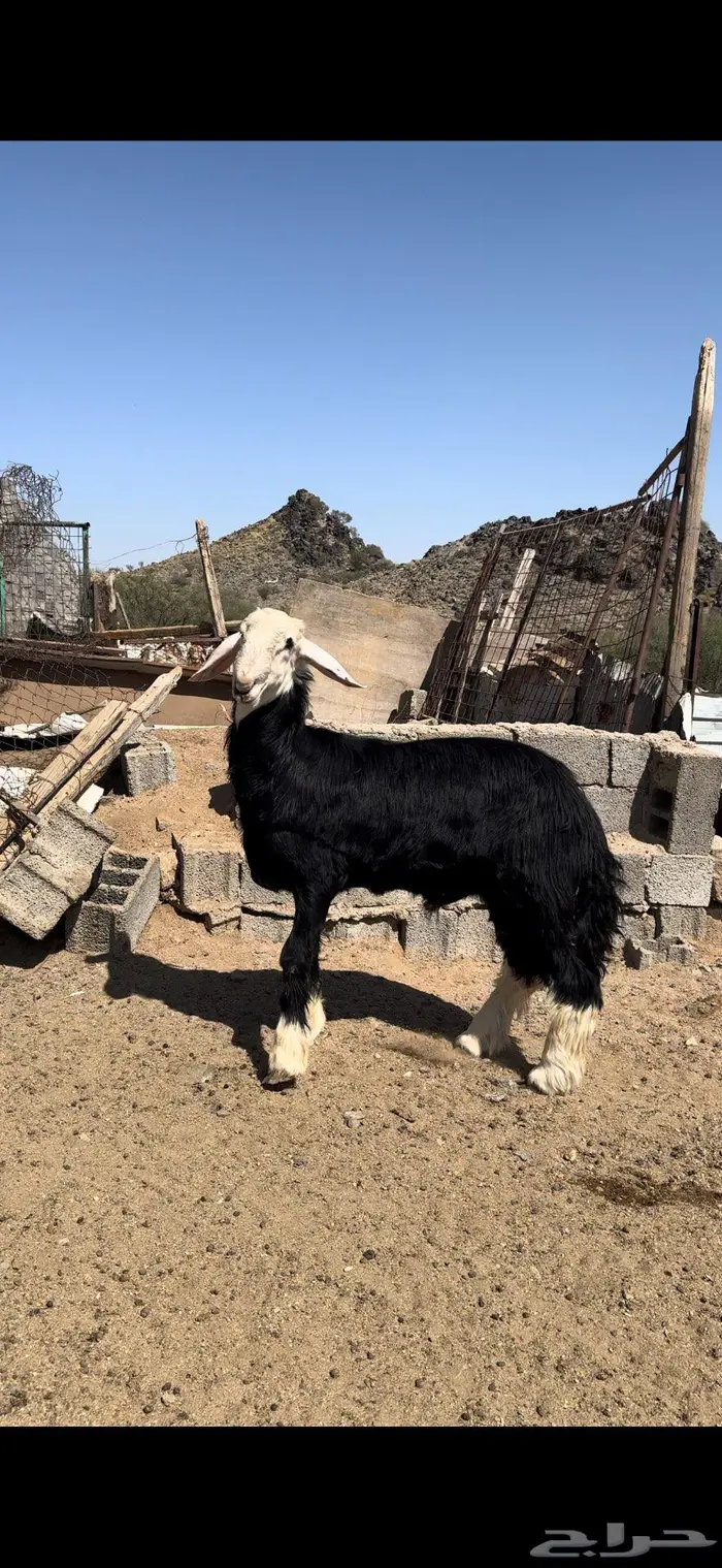 طلي نجدي مشروع 5