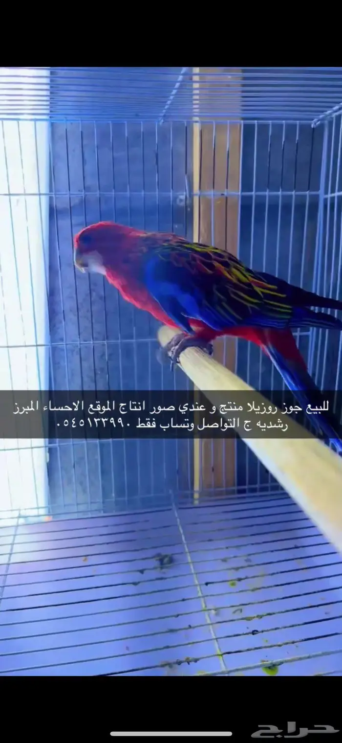 جوز روزيلا منتج و موجود صور الانتاج 0