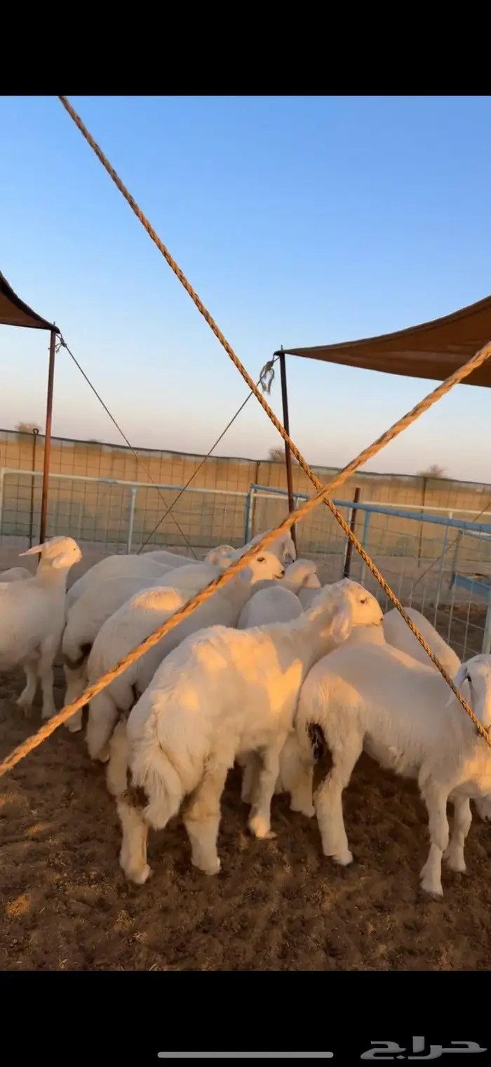رخال مقنى طيبه للبيع 0