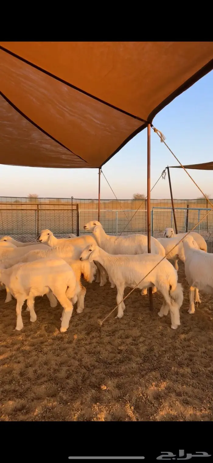 رخال مقنى طيبه للبيع 2