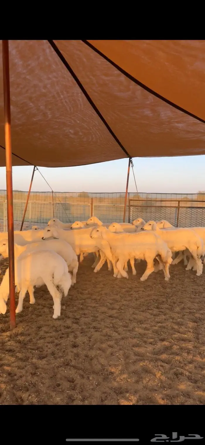 رخال مقنى طيبه للبيع 1