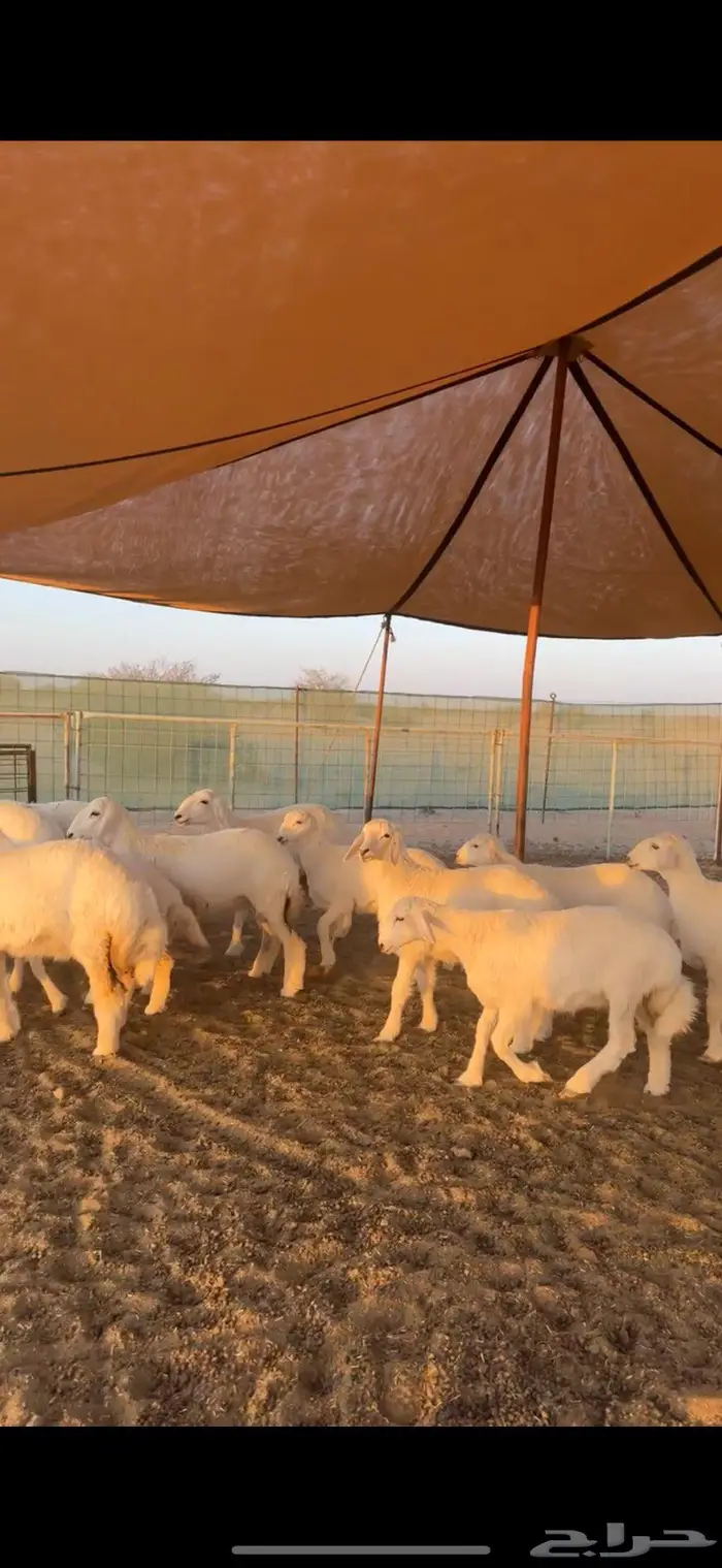 رخال مقنى طيبه للبيع 3