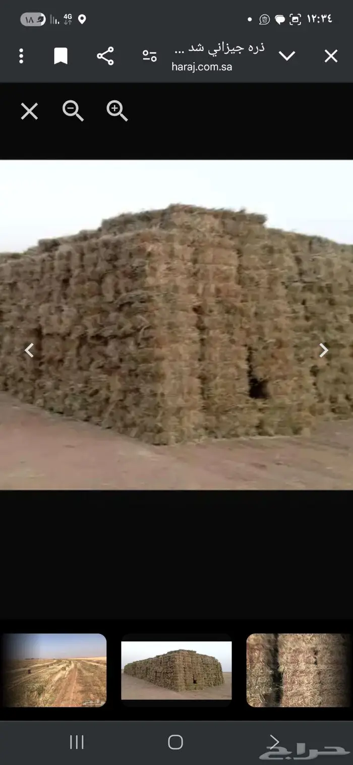 اعلاف. ذره جيزاني ورق ناعم جدا. 0