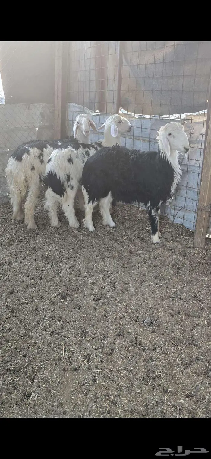 3 طليان نجد 1