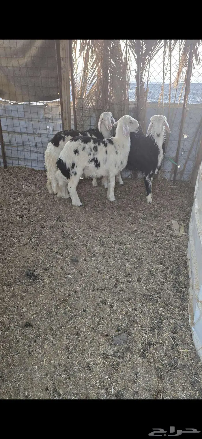 3 طليان نجد 0