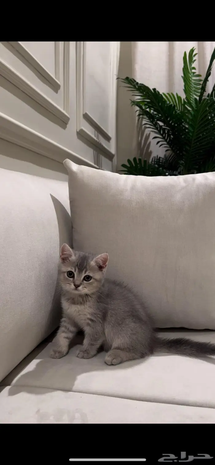 قط سكوتش ستريت 1