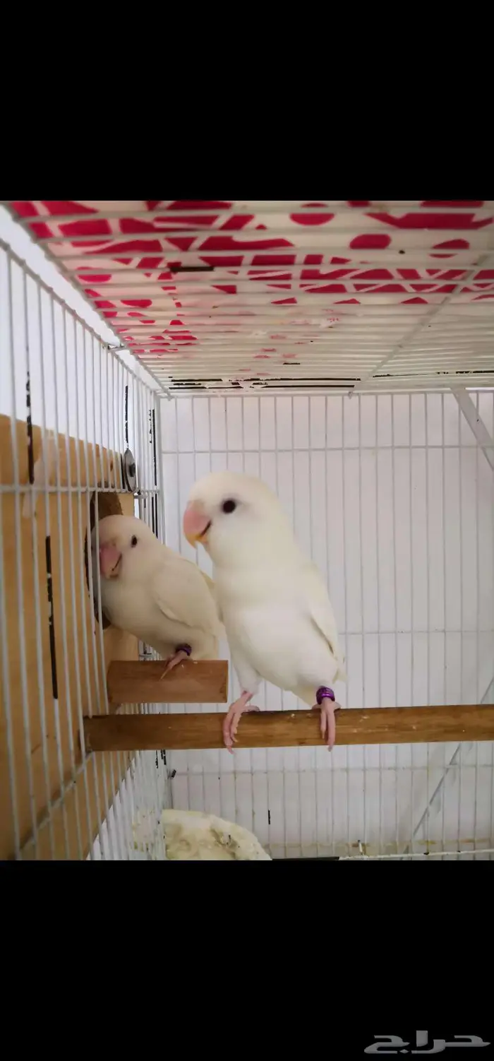 جوز روز البينو صافي منتج 0